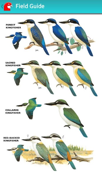 Pizzey & Knight Birds of Aus