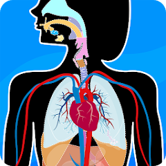 Human Anatomy - Body parts 