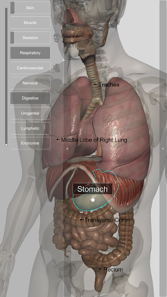 3D Human Anatomy Introduction