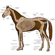 Horse Anatomy Diagrams : Equine Anatomy