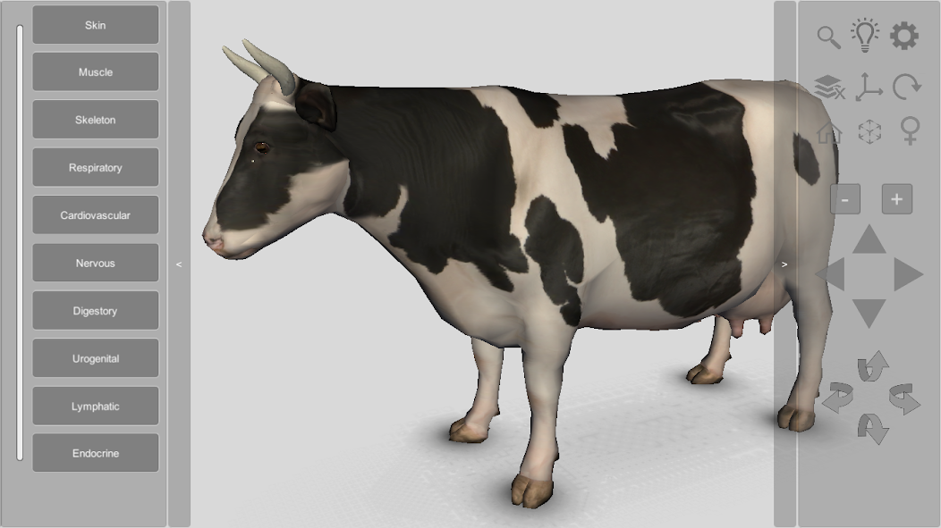 3D Bovine Anatomy