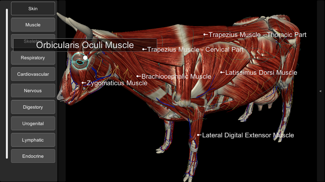 3D Bovine Anatomy