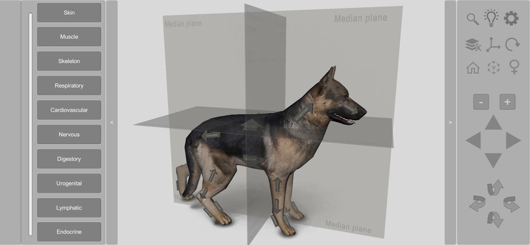 3D Dog Anatomy