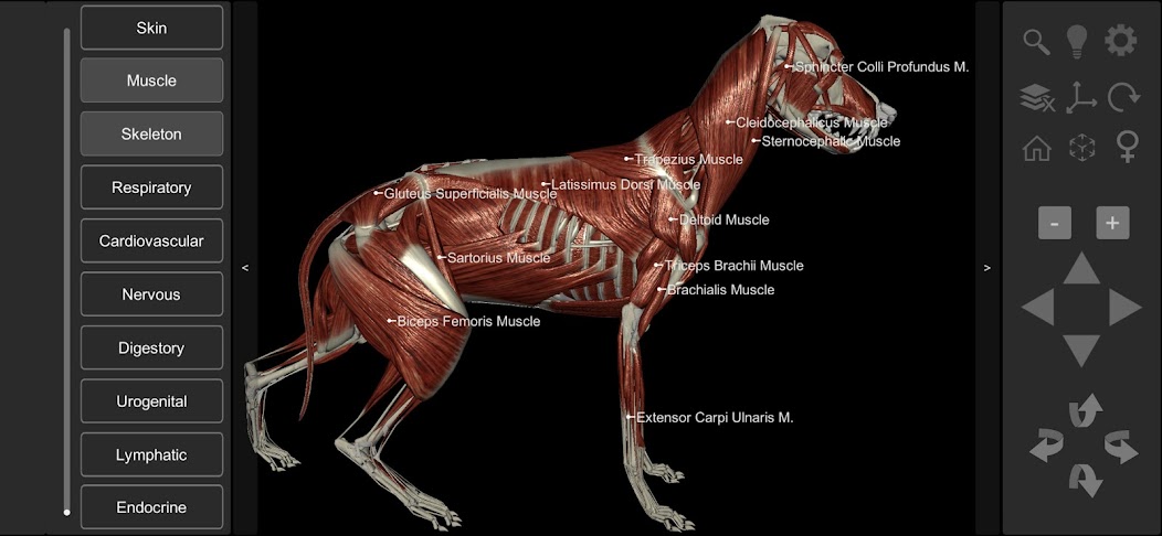 3D Dog Anatomy