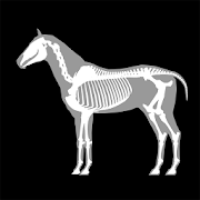 3D Horse Anatomy