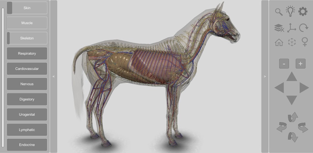 3D Horse Anatomy