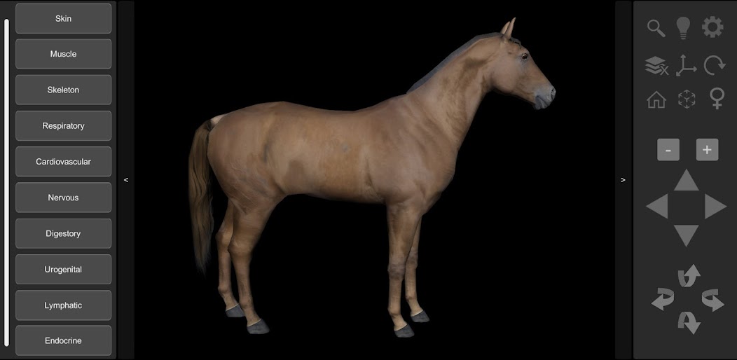 3D Horse Anatomy