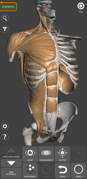 3D Anatomy for the Artist