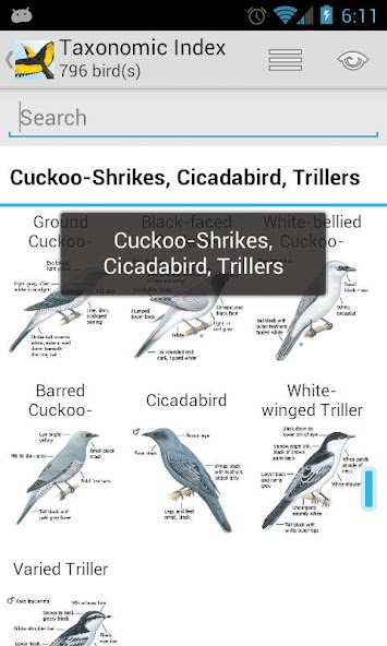 Morcombe's Birds of Australia