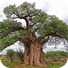 eTrees of Southern Africa