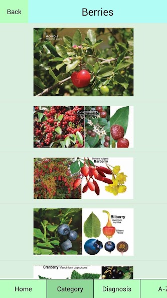 Edible Plant Guide