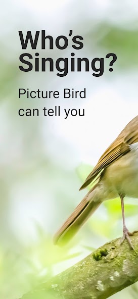 Picture Bird - Bird Identifier