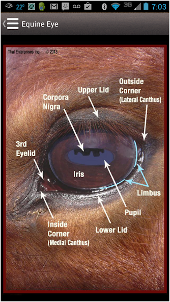 Horse Side Vet Guide