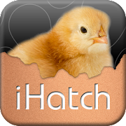 iHatch-Chickens