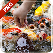 KOI Pro 3D Live Wallpaper