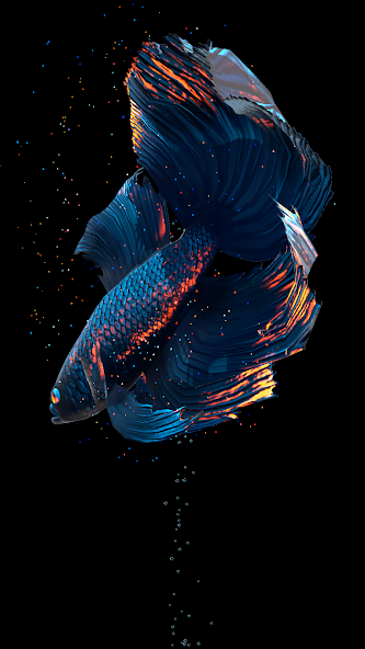 Betta Fish