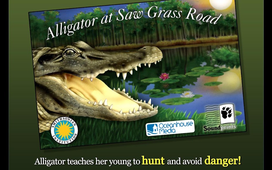 Alligator at Saw Grass Road