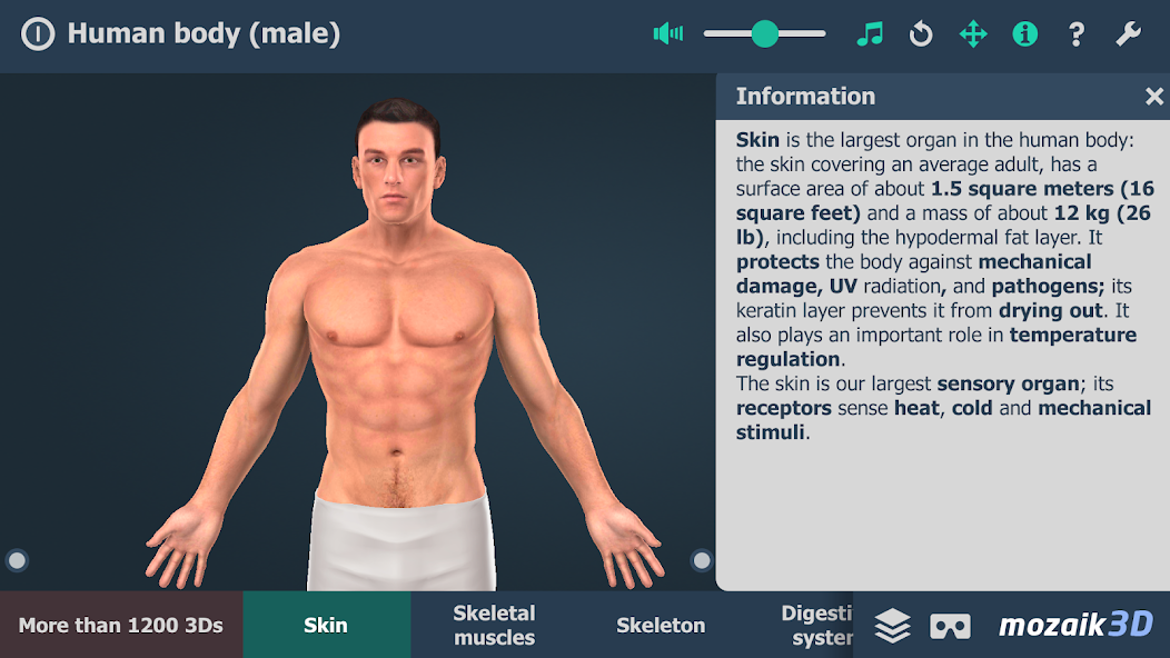 Human body (male) 3D scene