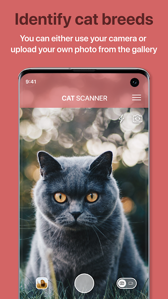 Cat Scanner: Breed Recognition