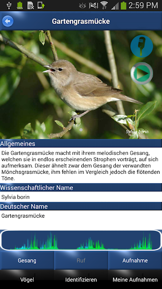 Vogelstimmen Id - Ruf + Gesang