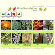 Plant Identification - worldwide