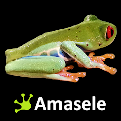 Amasele Guard 