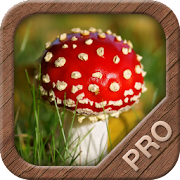 Mushrooms PRO - NATURE MOBILE