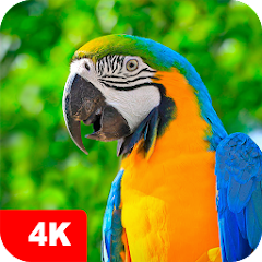 Parrot Wallpapers 4K